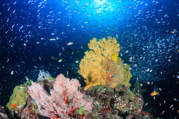 Beautiful, colorful tropical coral reef