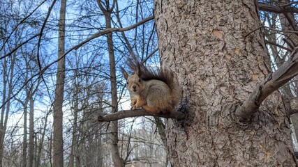 Прерванная трапеза 