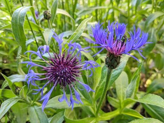 Магические цветы