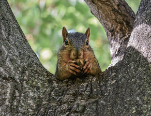 squirrel eating nuts 