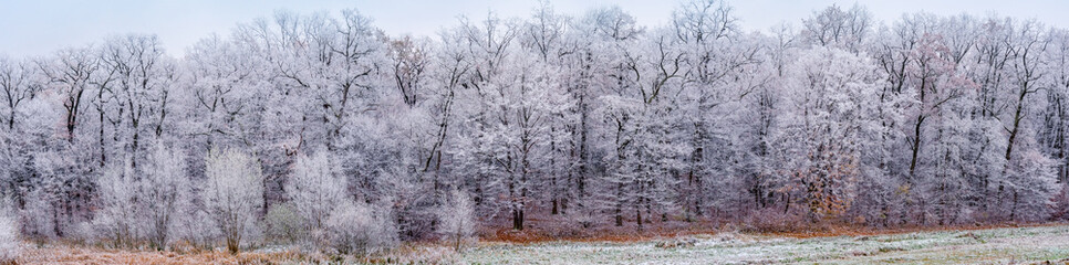 panoramic view of the frozen forest