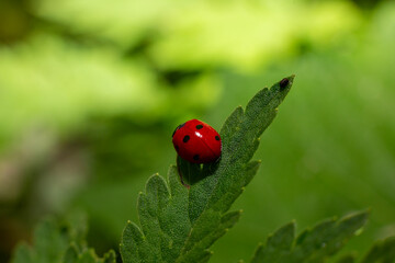 ladybug close up