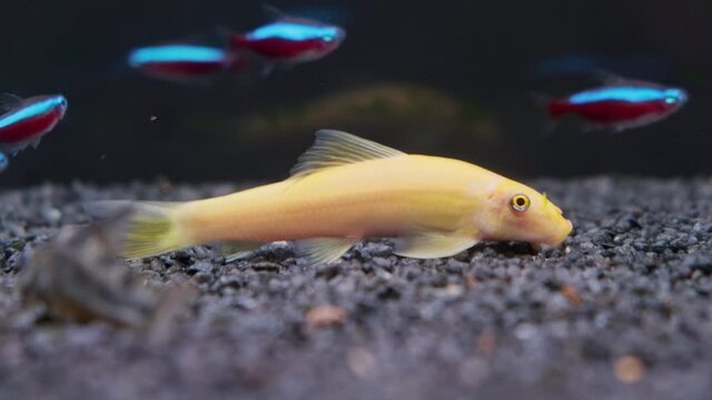 Yellow Chinese algae eater Gyrinocheilus aymonieri cleaning aquarium floor. . Fishkeeping concept.