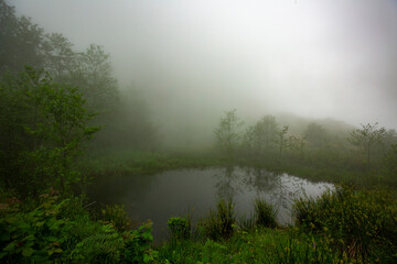trees and fog around the small lake