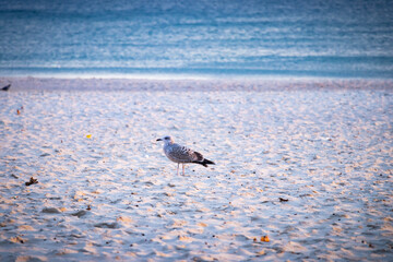 seagull walking on the beach in the early morning