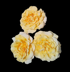 Three isolated white-yellow rose flowers on a black background.