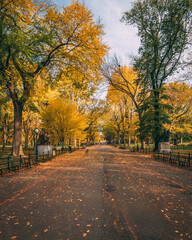 Fototapeta na wymiar Autumn color at The Mall, in Central Park, Manhattan, New York City