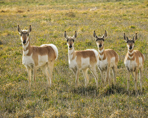 Pronghorn in a Row