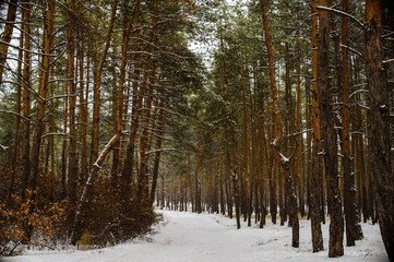 Winter snow in November forest