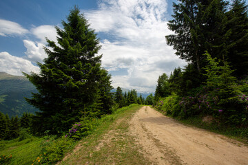Fototapeta na wymiar pine trees and mountain road 