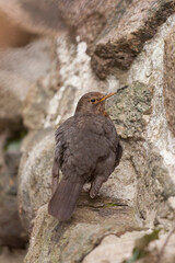 Beautiful adult female common blackbird (Turdus merula) standing on a stone surface