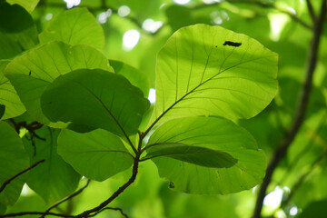 Teak leaves - Close up detail of teak leaves, Fresh teak leaves on the tree