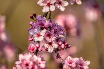 spring flowers lit by the sun looks dreamy    