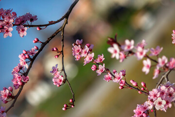 spring flowers lit by the sun looks dreamy    
