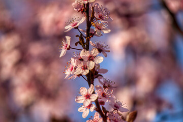 Obraz premium spring flowers lit by the sun looks dreamy 