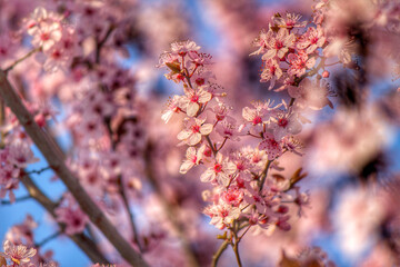 spring flowers lit by the sun looks dreamy    