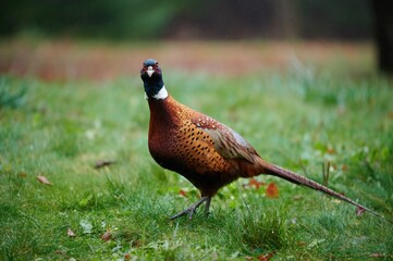 Ring-necked Pheasant, Nova Scotia, Canada, November 2020.