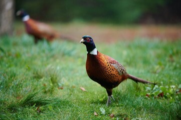 Ring-necked Pheasant, Nova Scotia, Canada, November 2020.