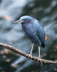 Fototapeta premium Little Blue Heron Stock Photos. Little Blue Heron close-up profile view perched displaying feathers, head, beak, eye, with a blur background in its environment and habitat. Image. Portrait. Picture.