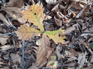 Annual oak sprout in autumn color.