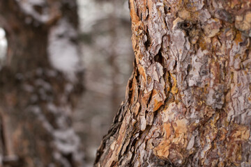 pine tree trunk with brown bark