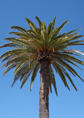 A Canary Island date palm, Phoenix canariensis, in Califormia
