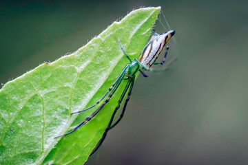 Close up shoot Lynx spider on a leaf in a natural forest.