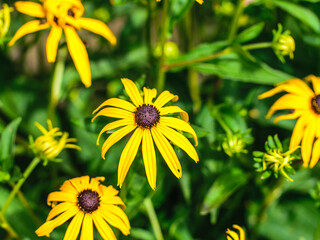 Bright yellow flowers of rudbeckia on agreen background close up.