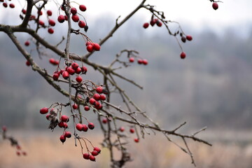 The ripe hawthorn (Crataegus) berries on a tree branch.