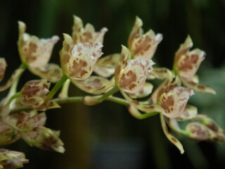 white magnolia flower