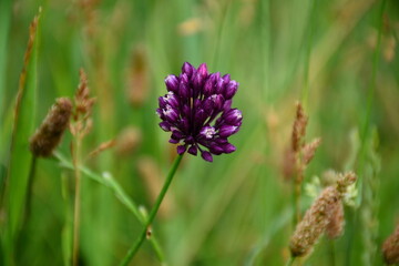 A purple-violet flower of wild garlic (Allium ursinum).