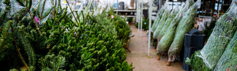 Christmas trees panorama in the farm market for sale in holiday season.