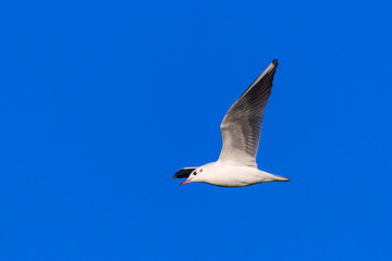 Black-headed Gull (Larus ridibundus) flying on the Blue Sky