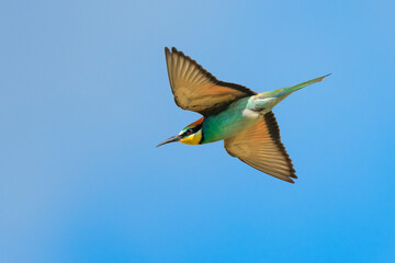 European bee-eater (Merops apiaster) Flying, Colorful Body, Beautiful Bird on the Sky, Sibiu, Romania