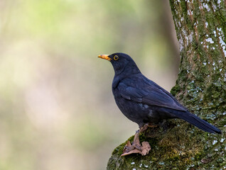Beautiful Blackbird Sitting on the Branch, Turdus Merula 