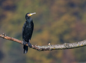 Great Cormorant, Phalacrocorax carbo Sitting on a Branch