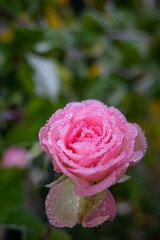 a pink flower of a rose is covered with frost