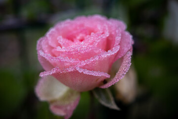 a pink flower of a rose is covered with frost