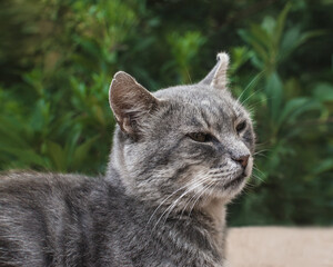 Portrait of sad  homeless gray cat on green blurred background.