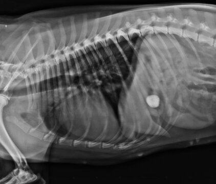 Dog x ray showing foreign body in stomach canine abdominal x-ray lateral exposure