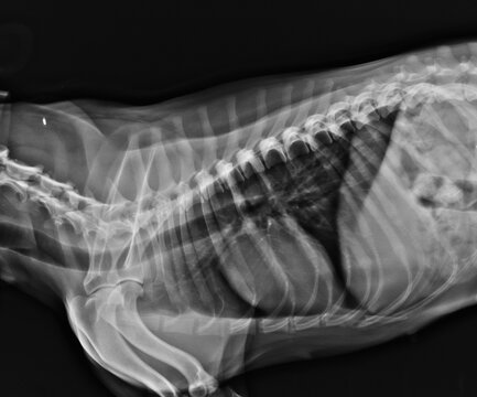Dog thorax x ray showing heart and lungs lateral exposure