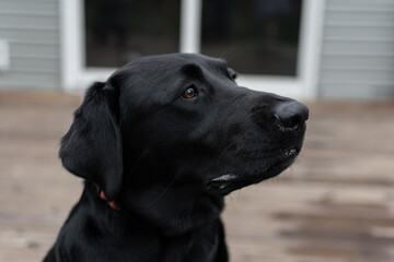 black labrador retriever dog
