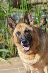 german shepherd dog