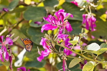 Monarch butterfly in flight about to land on a bright purple flower.