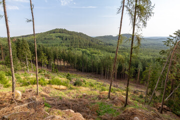 Hills of "Sedmihori" region in Western Bohemia. There is a clearing with some pines in the front and  forested hills ("Racovsky vrch" with ancient hillfort) on the horizon. Shot on a clear summer day.