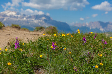 Close up of flowery meadow with a blurred Dolomite panorama in the background, Dolomites, Italy