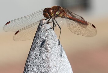 Libelle bei Sonnenschein
