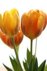 Gelbe tulpe(n) vor weißen Hintergrund