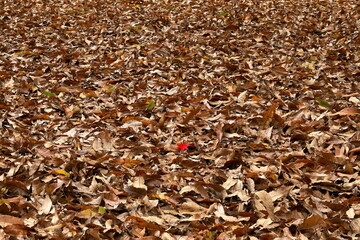 晩秋、もうすぐ冬です