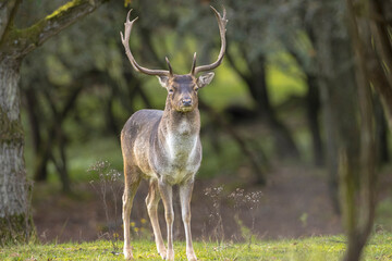 Obraz premium Fallow deer stag rut during Autumn season.